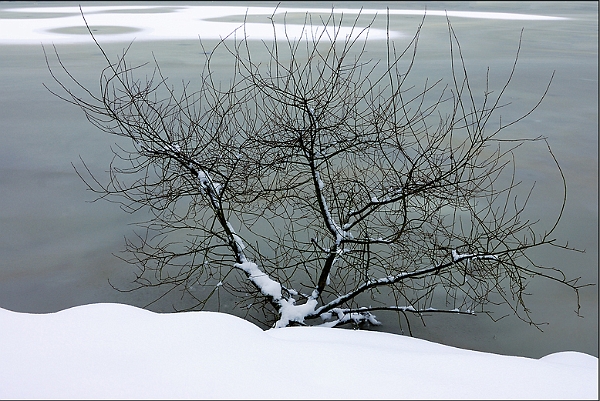 Copie de arbre_10_01_10n01.jpg